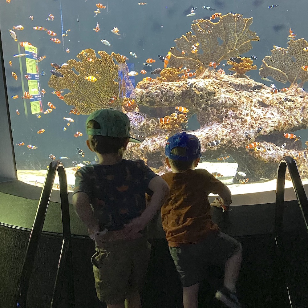 Boys at odysea aquarium