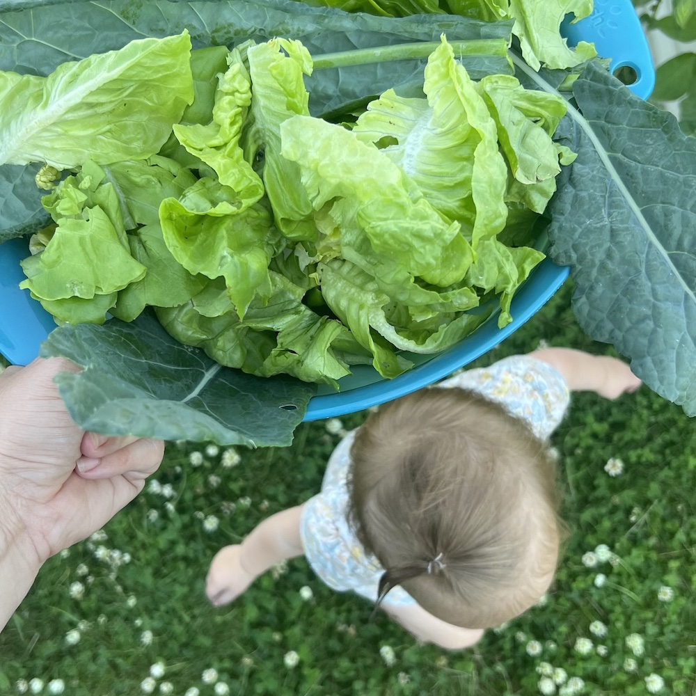 summer routine - lettuce with girl walking beneath