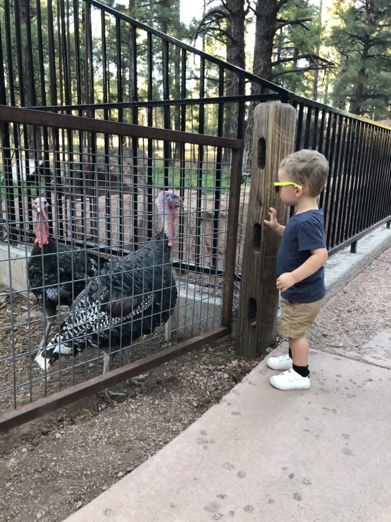 boy at the zoo